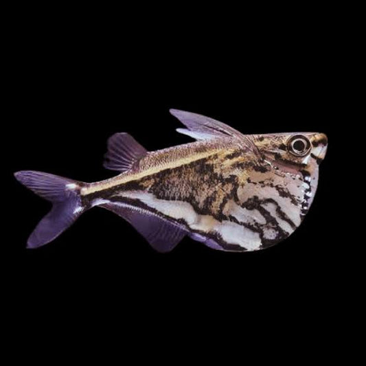 Marble Hatchet Fish