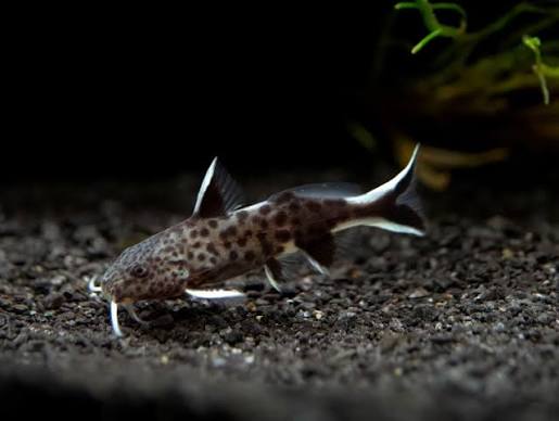 cuckoo Catfish - Synodontis Petricola