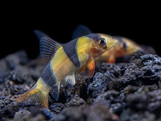 Clown Loach