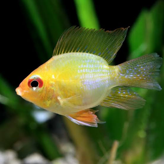 Gold Balloon Ram Cichlid