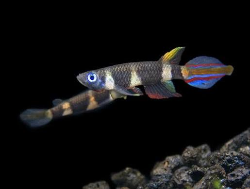 Clown Killifish