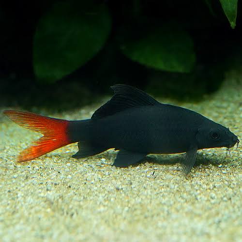 Redtail Black Shark