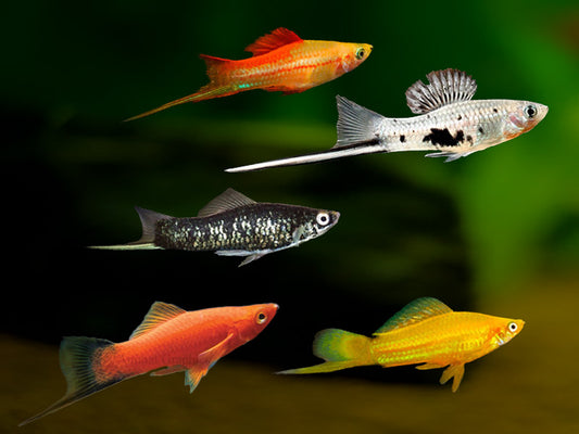 Assorted Sword Tails