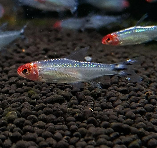 Platinum Rummynose