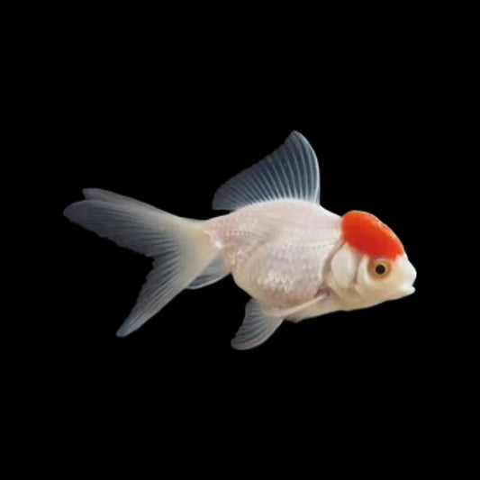 Red Cap Oranda Med