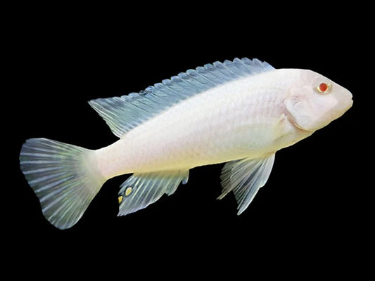 Snow White pseudotropheus